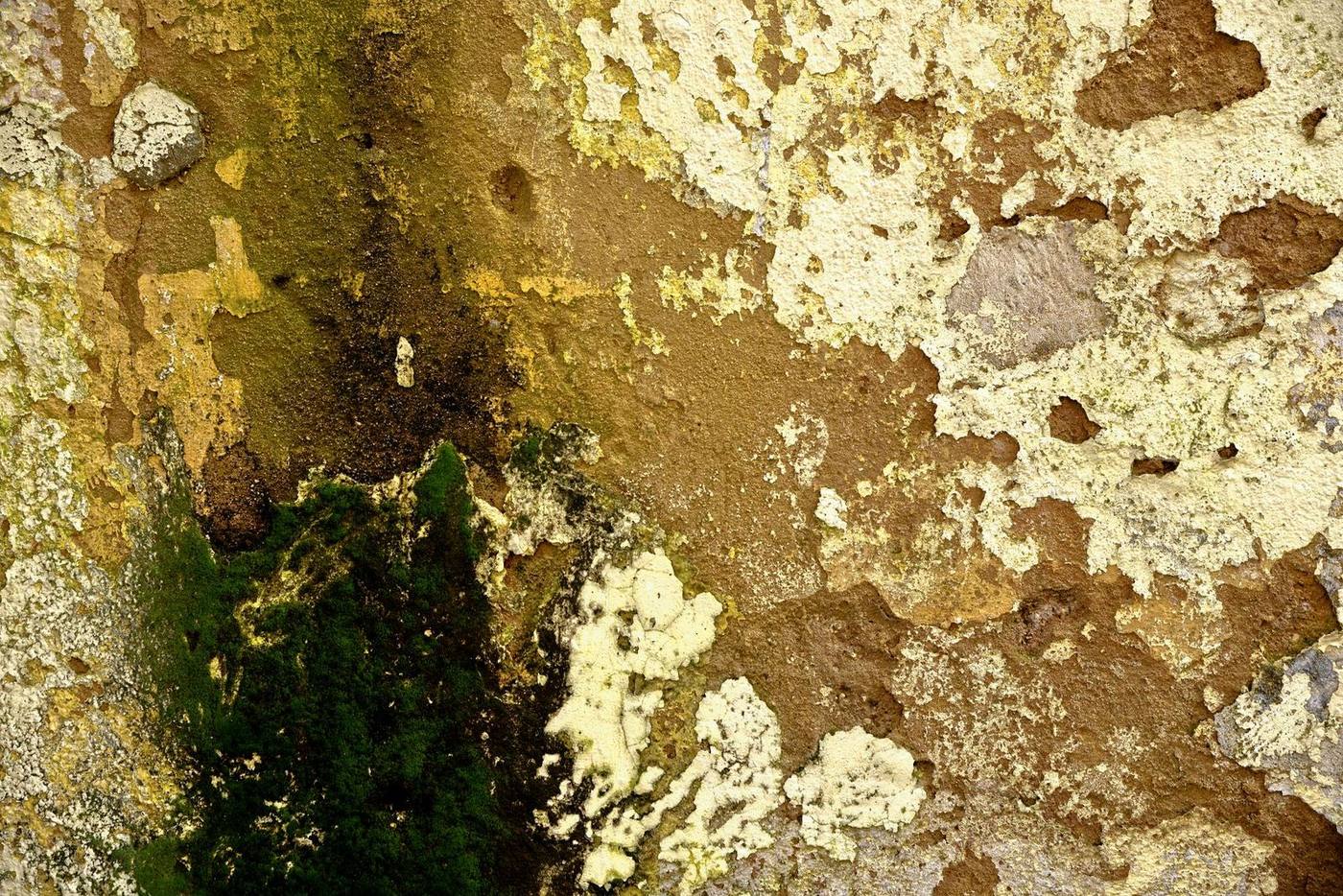 Lichens et mousses installés sur un mur extérieur