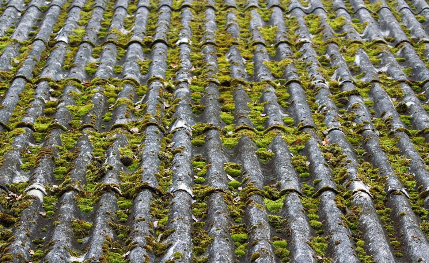 Toiture entièrement recouverte de mousse verte